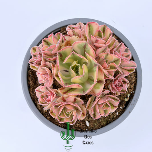 Aeonium Marnier Lapostolle Variegata