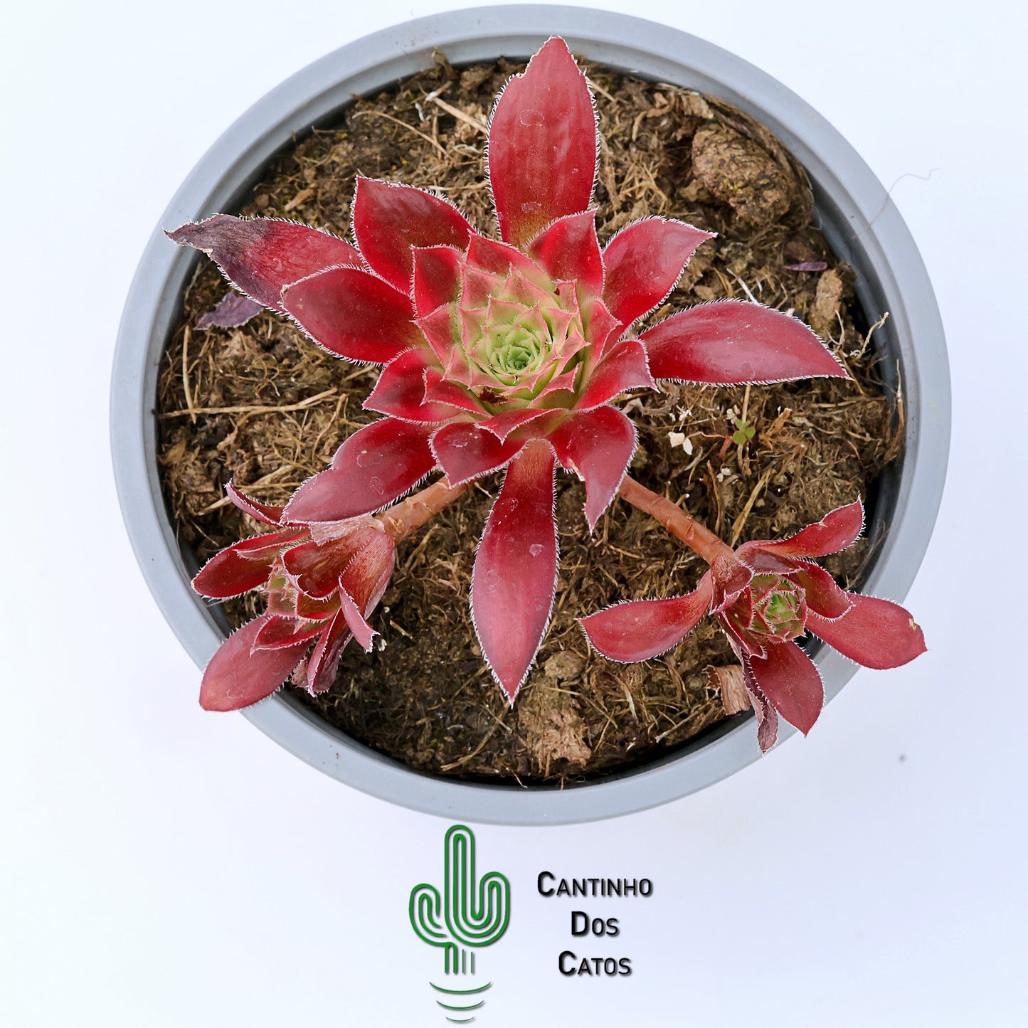 Aeonium Phoenix Flame Variegata