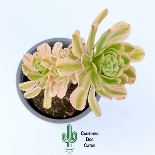 Aeonium Arboreum Albovariegata