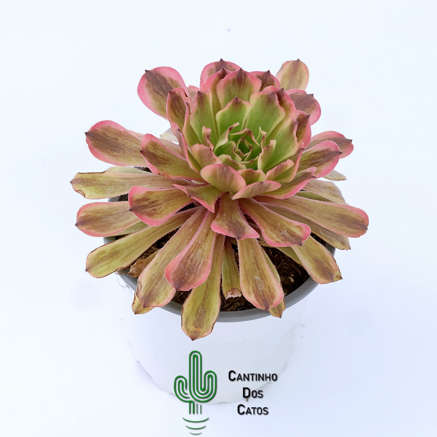 Aeonium Fendai