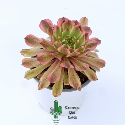 Aeonium Fendai