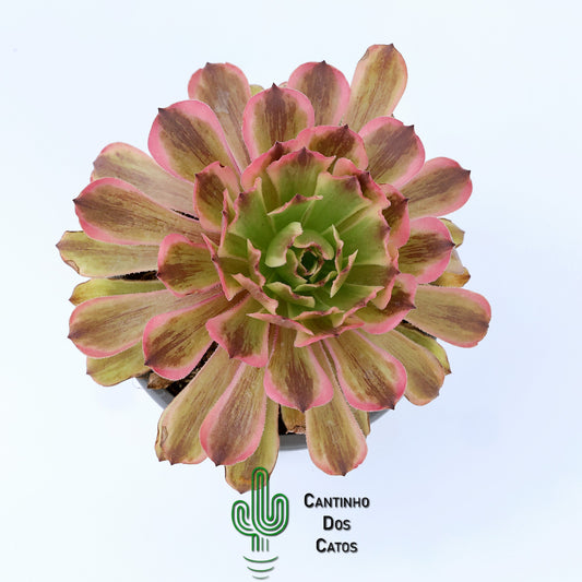 Aeonium Fendai