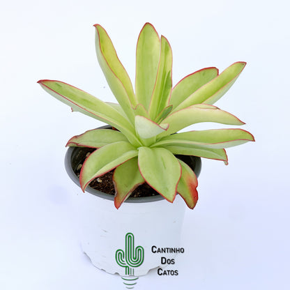 Echeveria Subrigida Variegata