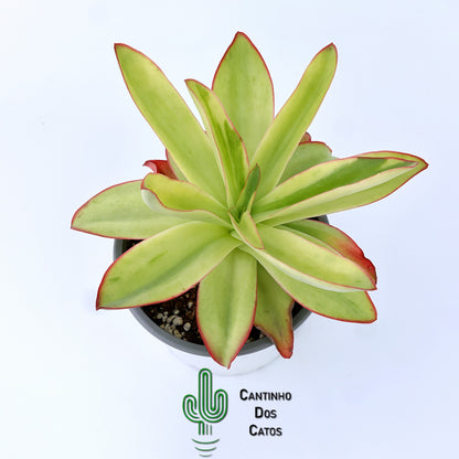 Echeveria Subrigida Variegata