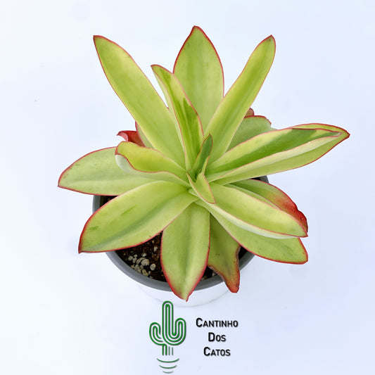 Echeveria Subrigida Variegata