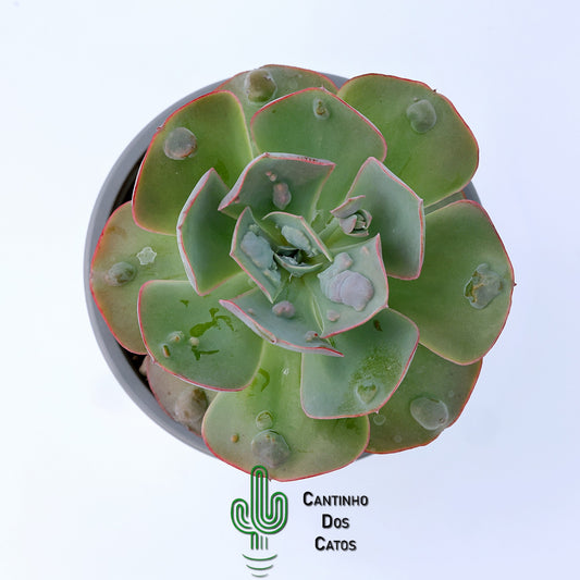 Echeveria New Heights