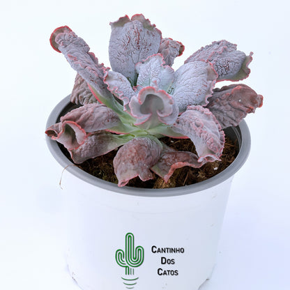 Echeveria Culibra