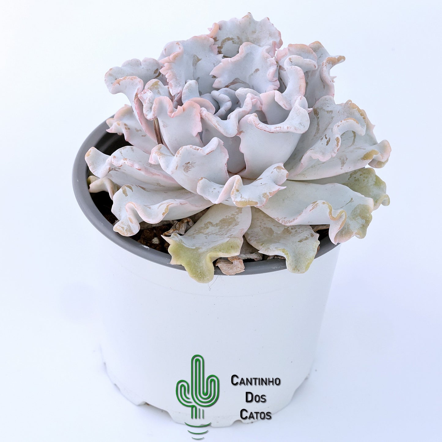 Echeveria Crispate Beauty