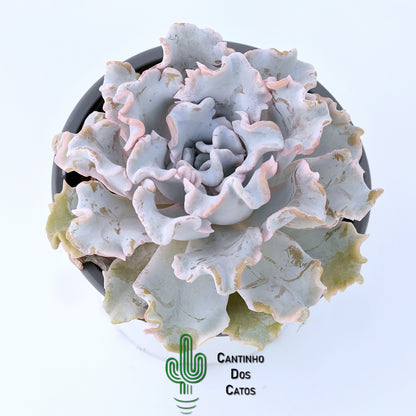 Echeveria Crispate Beauty