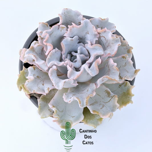 Echeveria Crispate Beauty