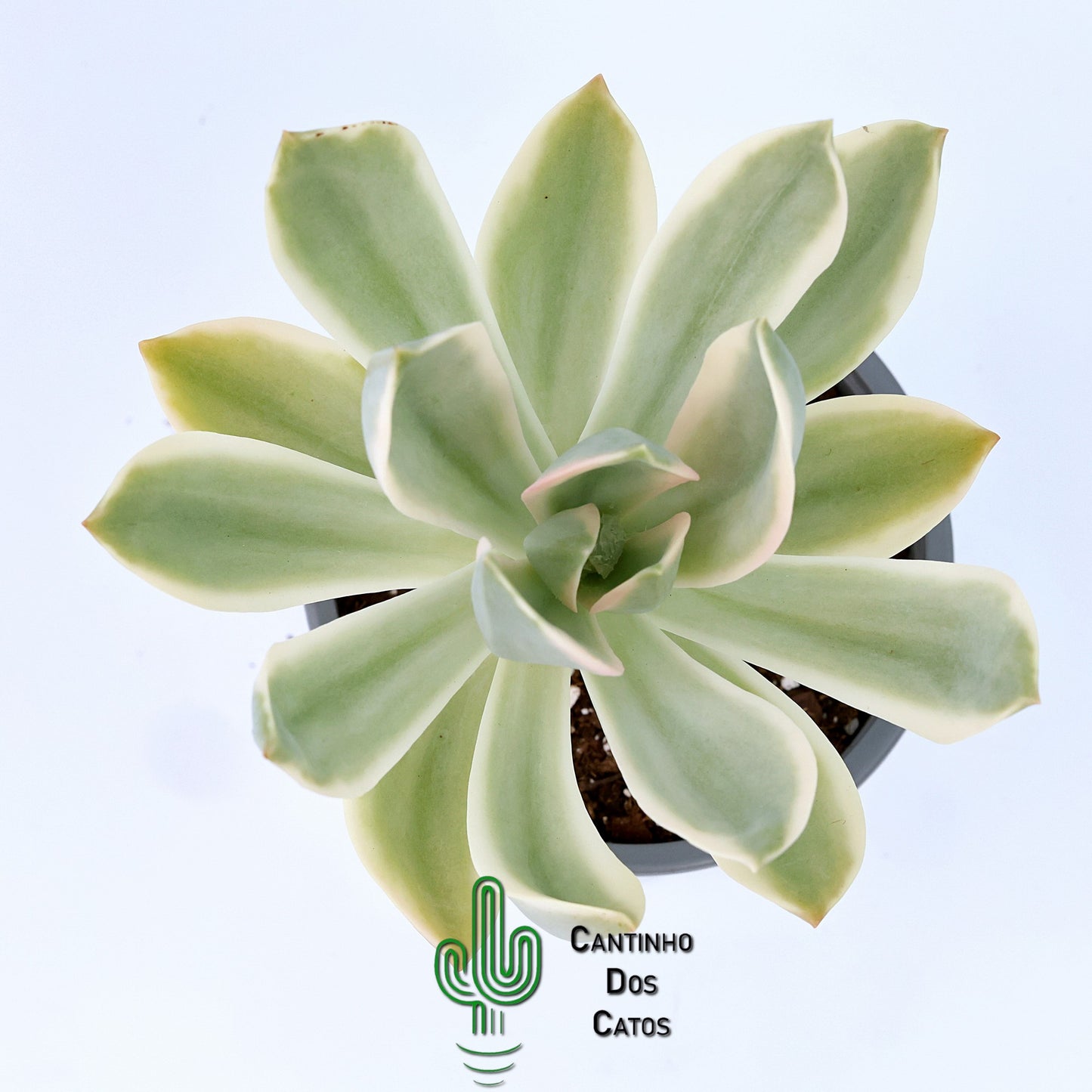 Graptoveria Fred Ives Variegata