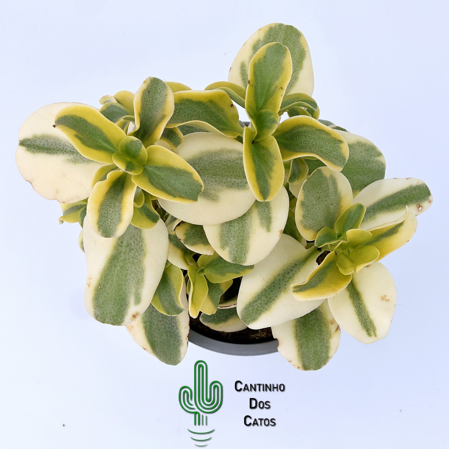 Crassula Multicava Variegata