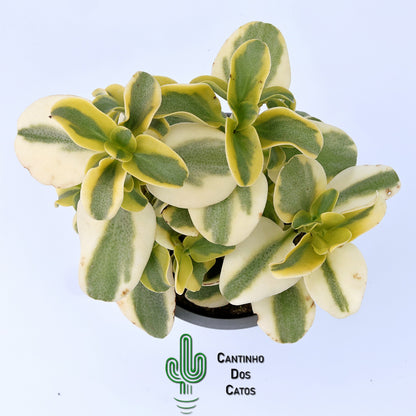 Crassula Multicava Variegata