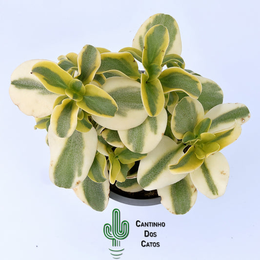 Crassula Multicava Variegata