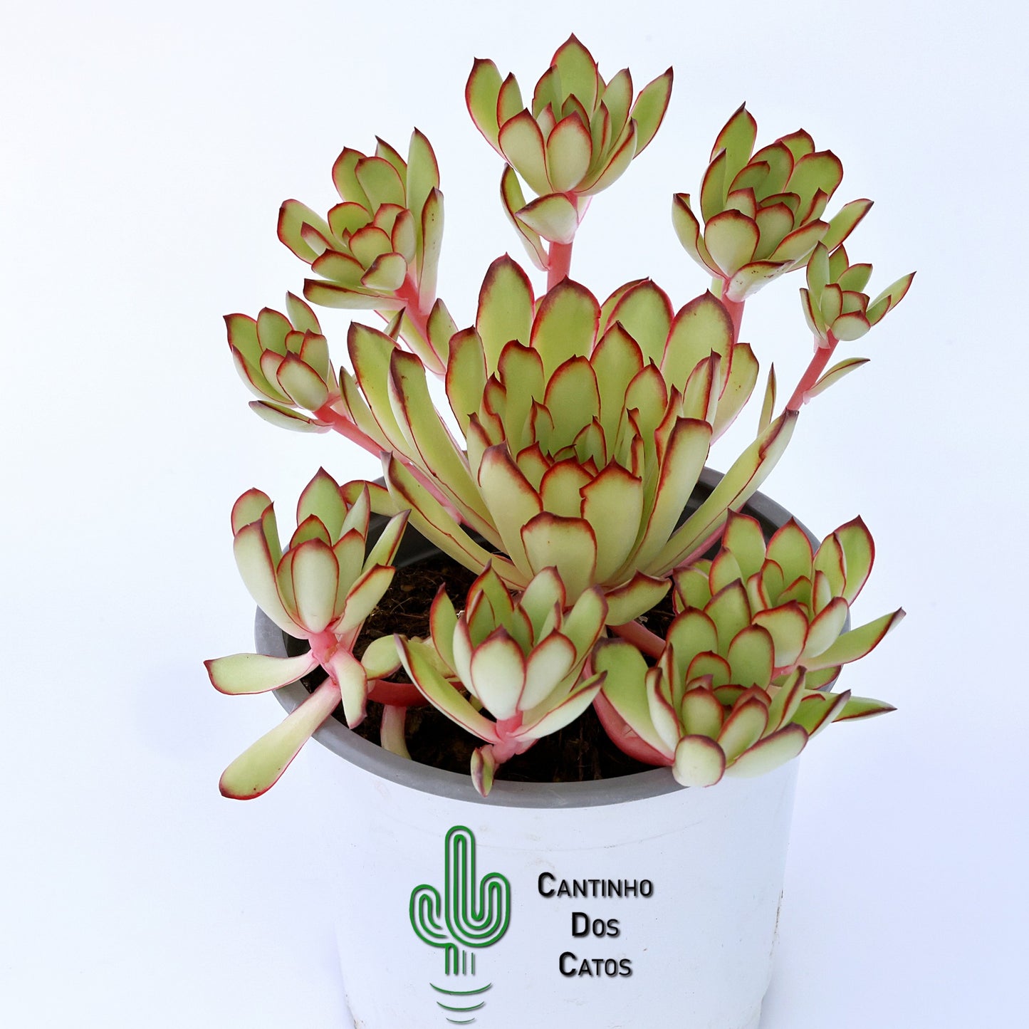 Echeveria "Magma Perle"