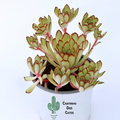 Echeveria "Magma Perle"