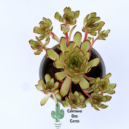 Echeveria "Magma Perle"