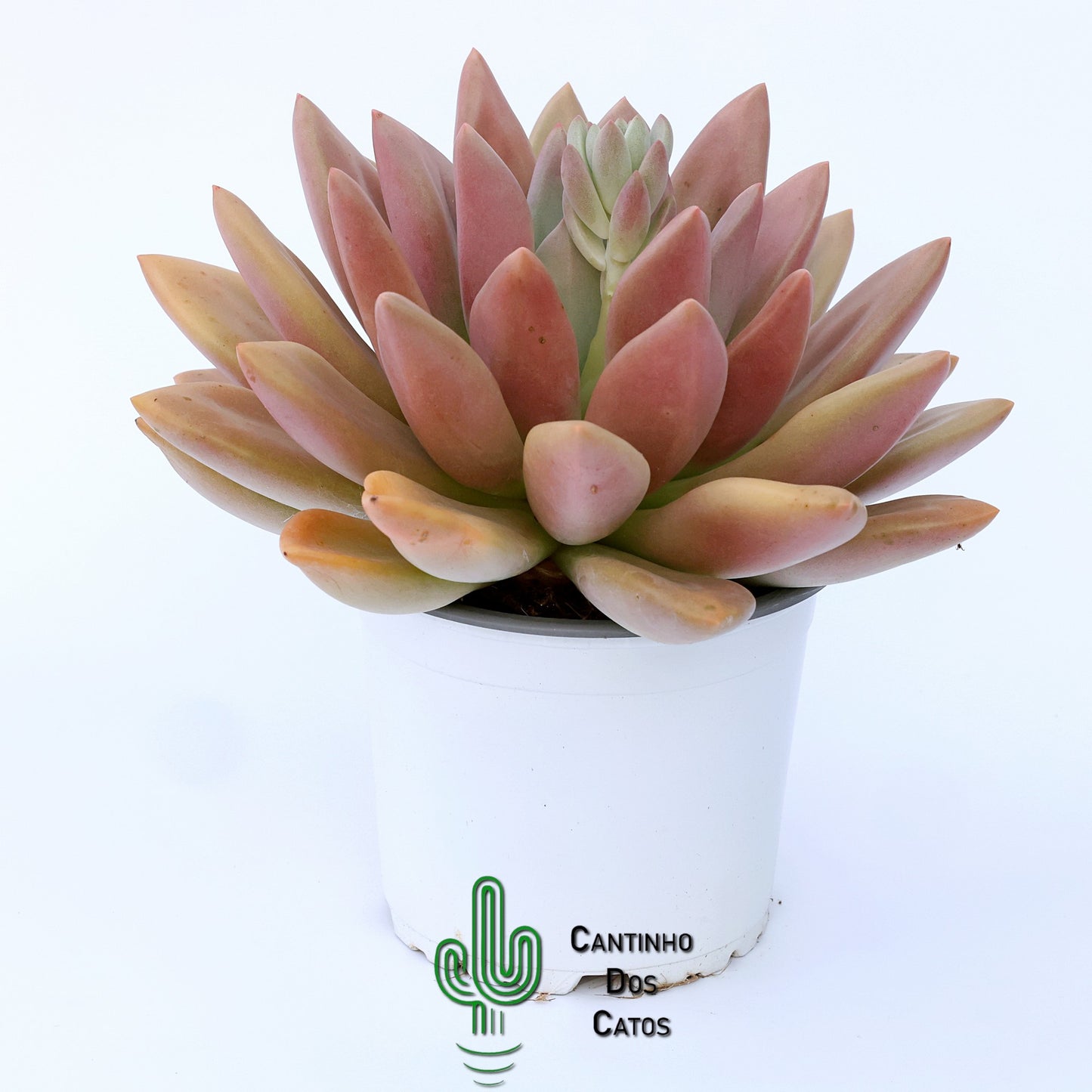 Echeveria Pink Donna