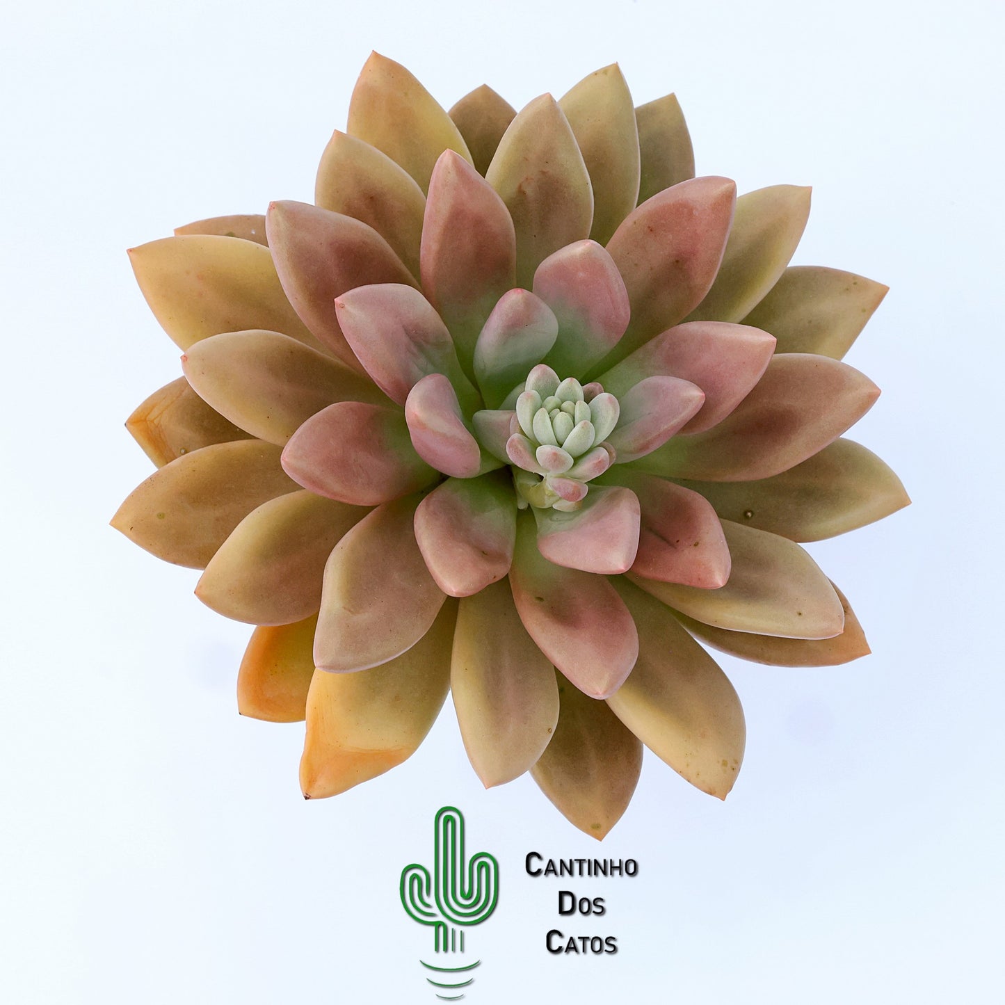 Echeveria Pink Donna