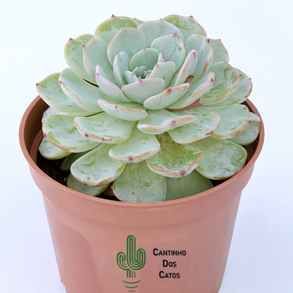 Echeveria 'Mont Blanc'