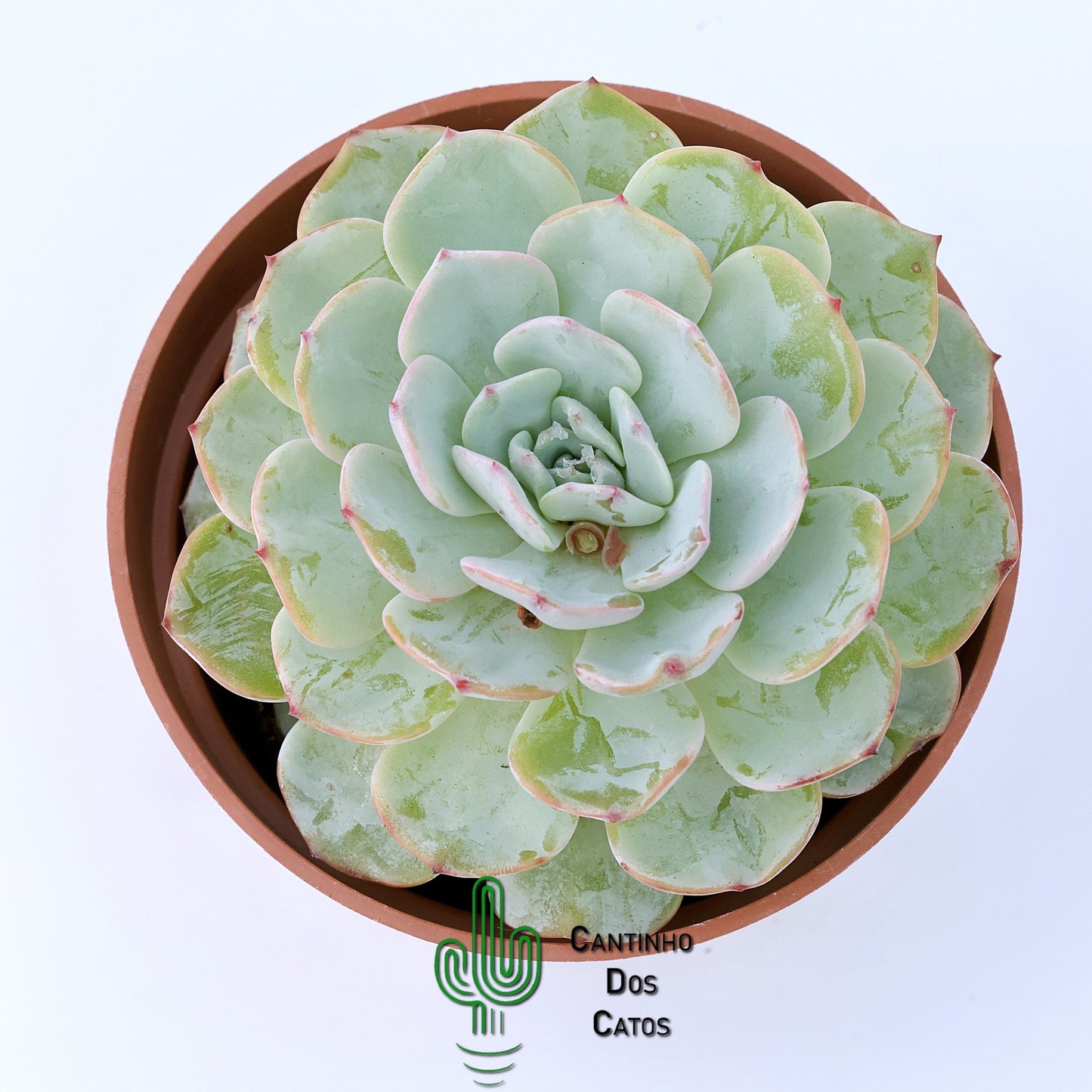 Echeveria 'Mont Blanc'