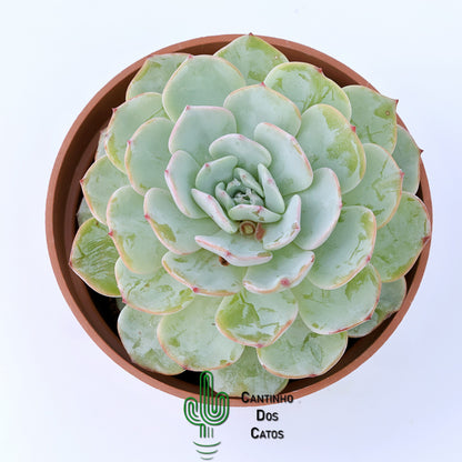 Echeveria 'Mont Blanc'