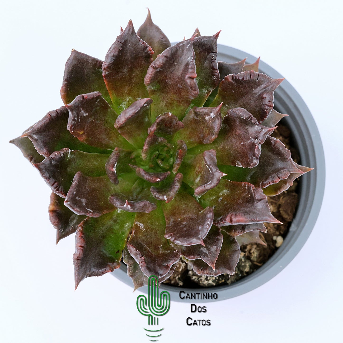 Echeveria Super Bowl