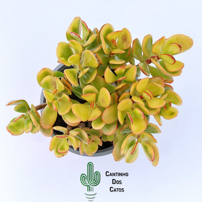 Crassula Portulacea Tricolor