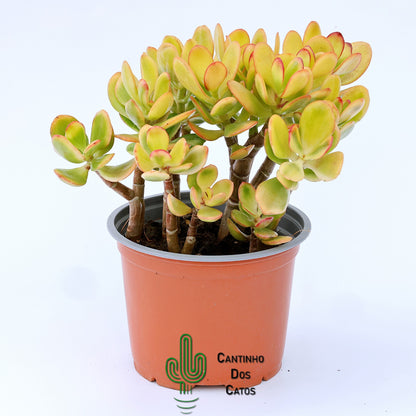 Crassula Portulacea Tricolor