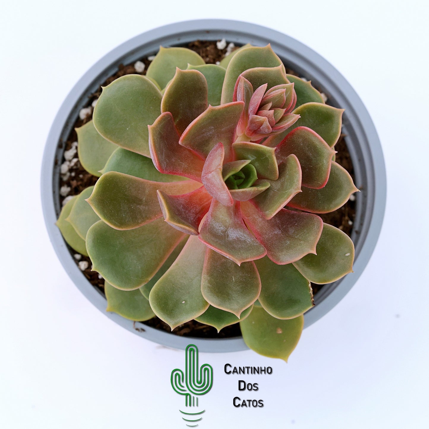 Echeveria Agavoides Mont