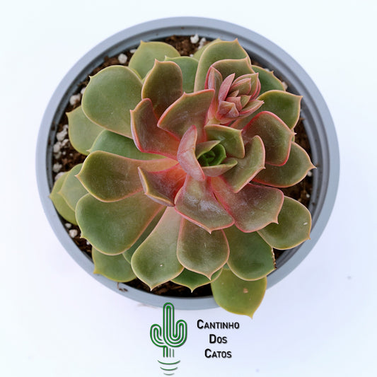 Echeveria Agavoides Mont