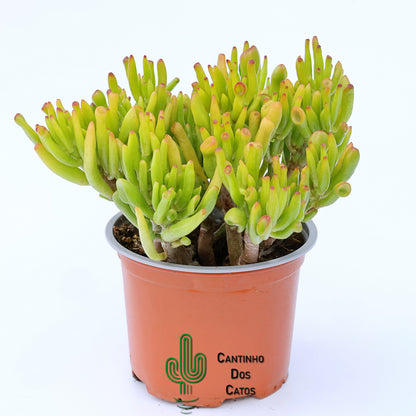 Crassula Ovata Gollum tricolor (orelha de shrek)