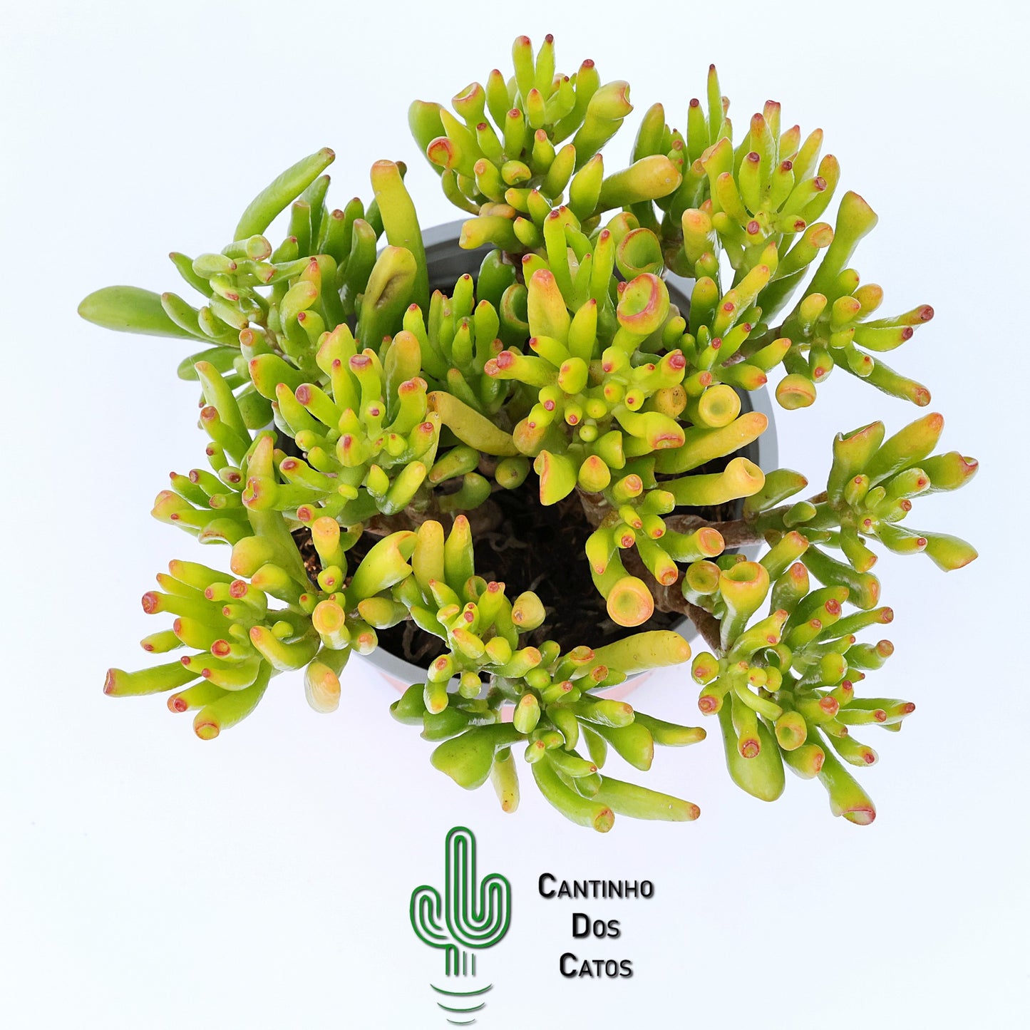 Crassula Ovata Gollum tricolor (orelha de shrek)