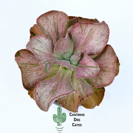 Echeveria Suyon Frill Variegata