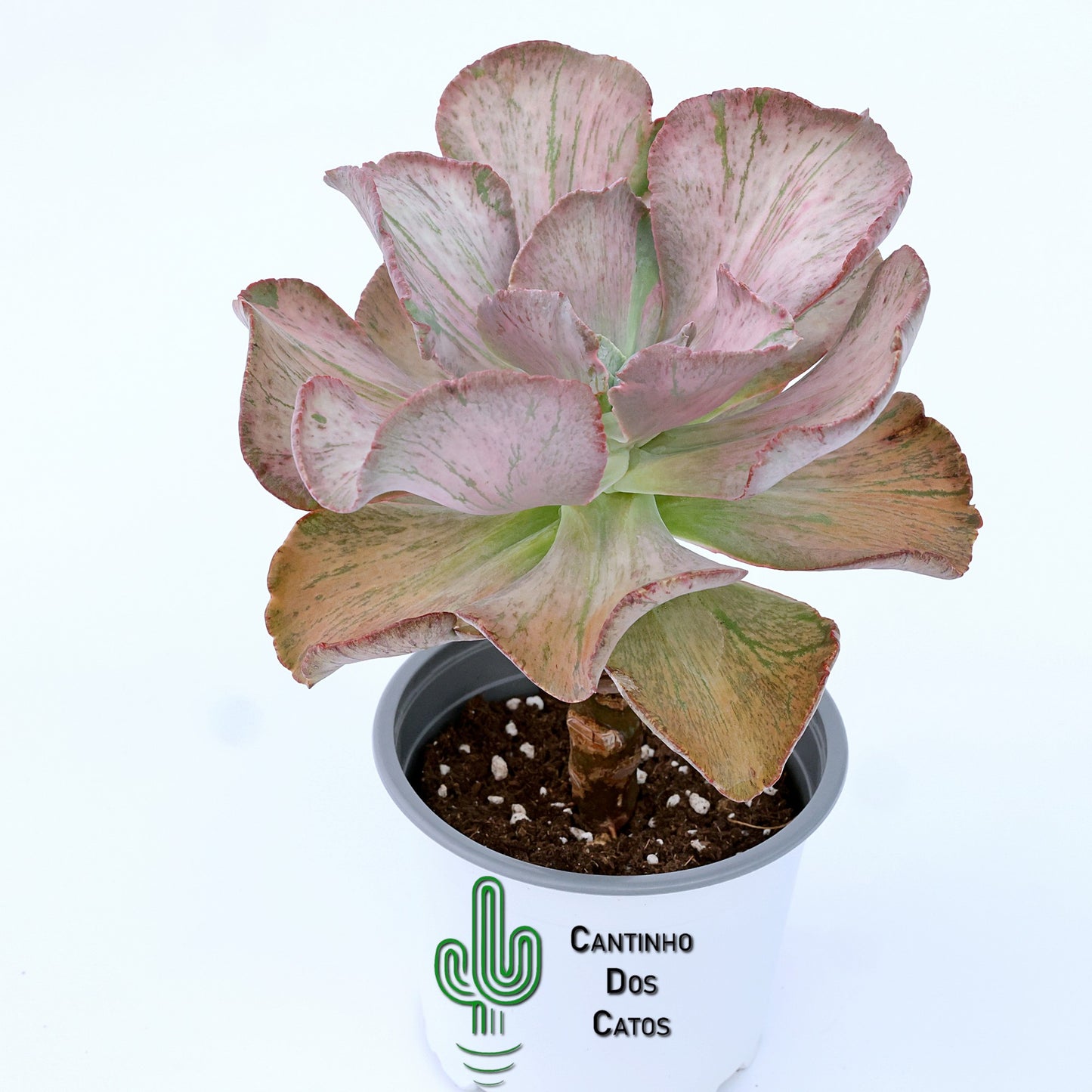 Echeveria Suyon Frill Variegata