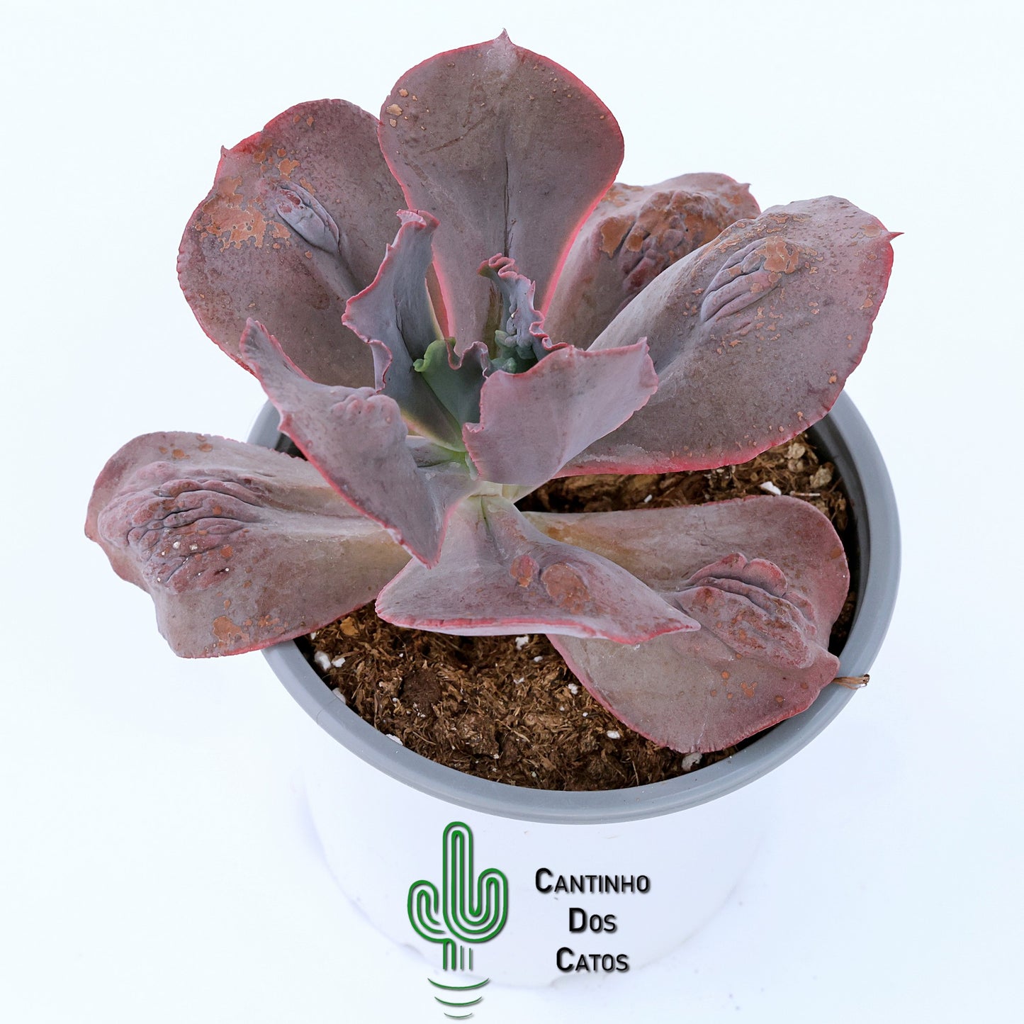 Echeveria Gibbiflora "Increible"