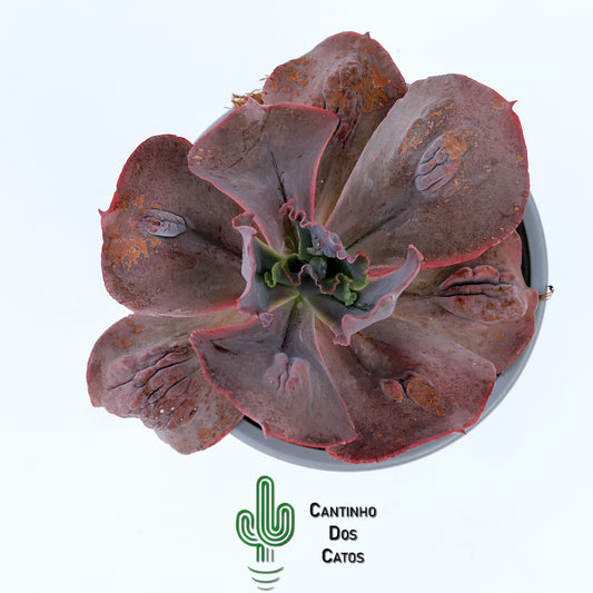 Echeveria Gibbiflora "Increible"