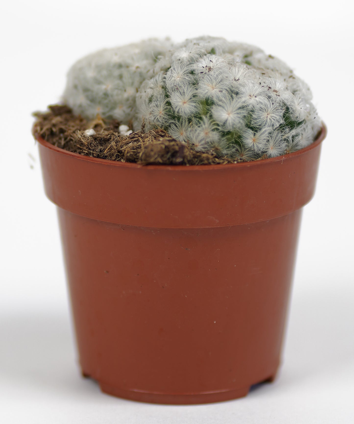 Mammillaria Plumosa