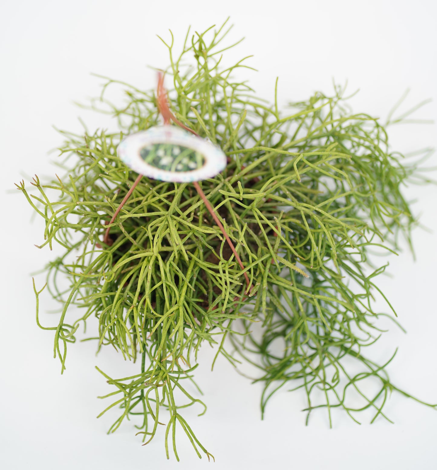 Rhipsalis Cassultha