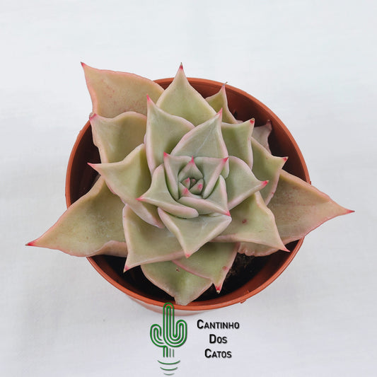 Echeveria Madiba