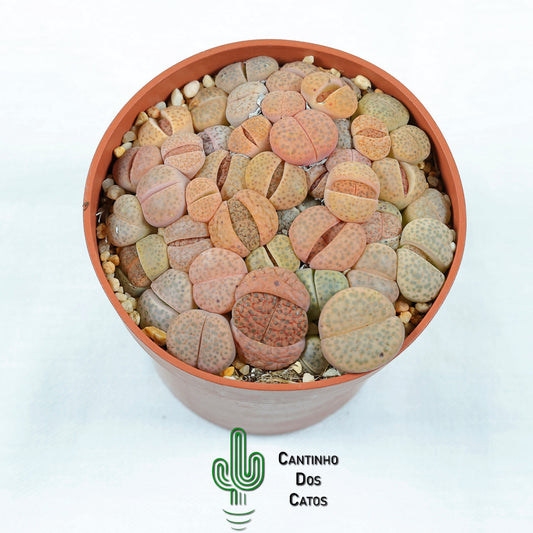 Lithops "Pedras Vivas"