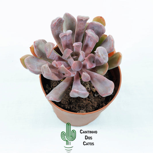Graptoveria Topsy Debbi