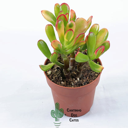 Crassula Ovata Gollum tricolor (orelha de shrek)