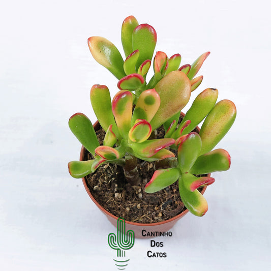 Crassula Ovata Gollum tricolor (orelha de shrek)