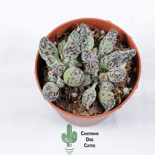 Adromischus Cooperi var. Festivus