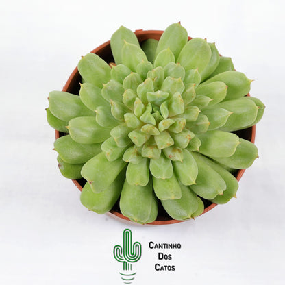 Echeveria Irish Mint