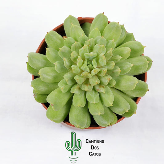Echeveria Irish Mint