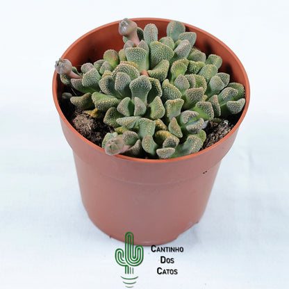 Titanopsis Schwantesii