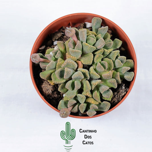 Titanopsis Schwantesii