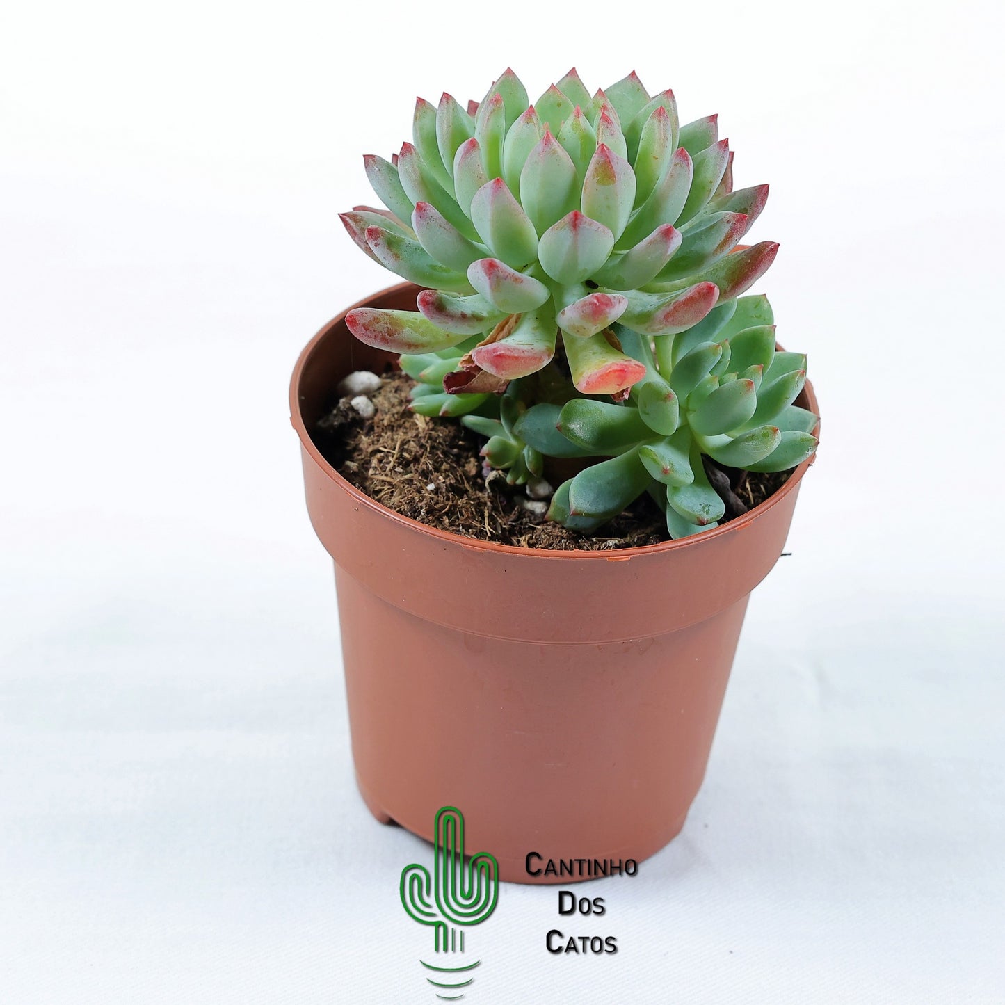 Sedeveria Blue Elf